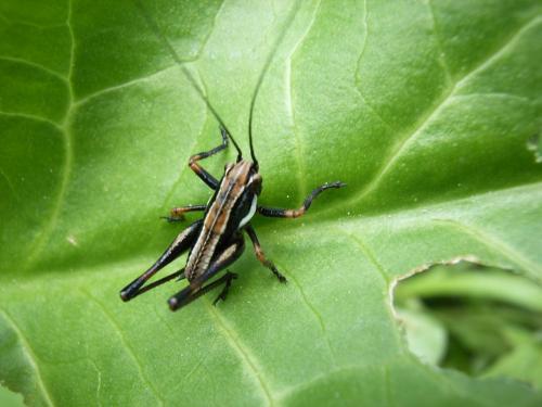 Tettigoniinae